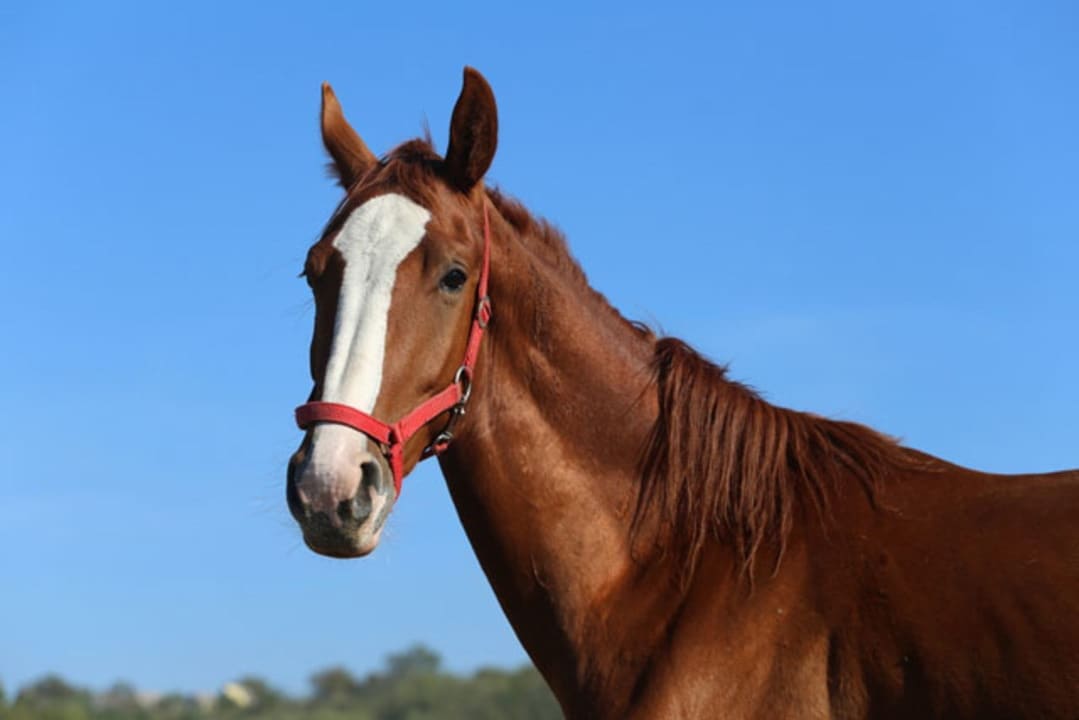 インジョン じゃいは競馬予想は必見 3つのコツで万馬券を狙え 競馬サイト調査局