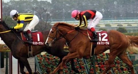 競馬動画大根おろし