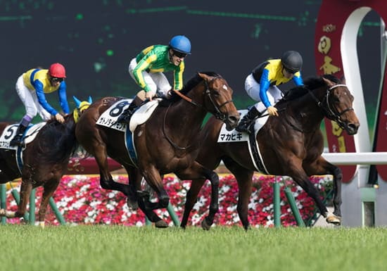 競馬予想サイト 儲かる