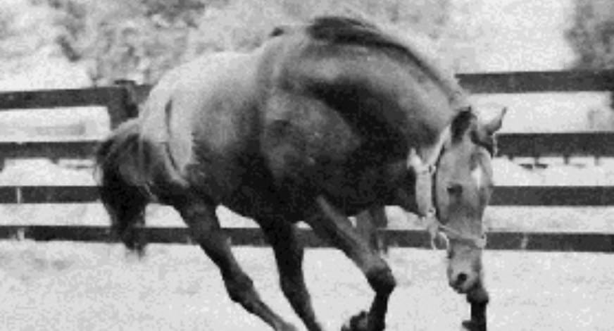 競馬の血統 ナスルーラ