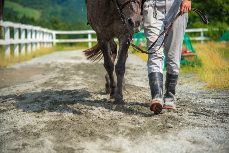 地方競馬 レベル 育成
