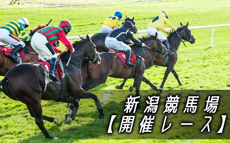 新潟競馬場 レース